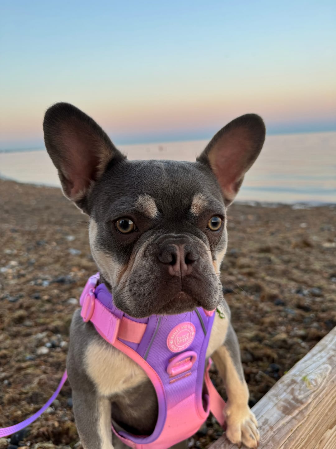 Customer photo review of Trail & Glow Dog Harness - COLOUR DROPS® - Love that for you