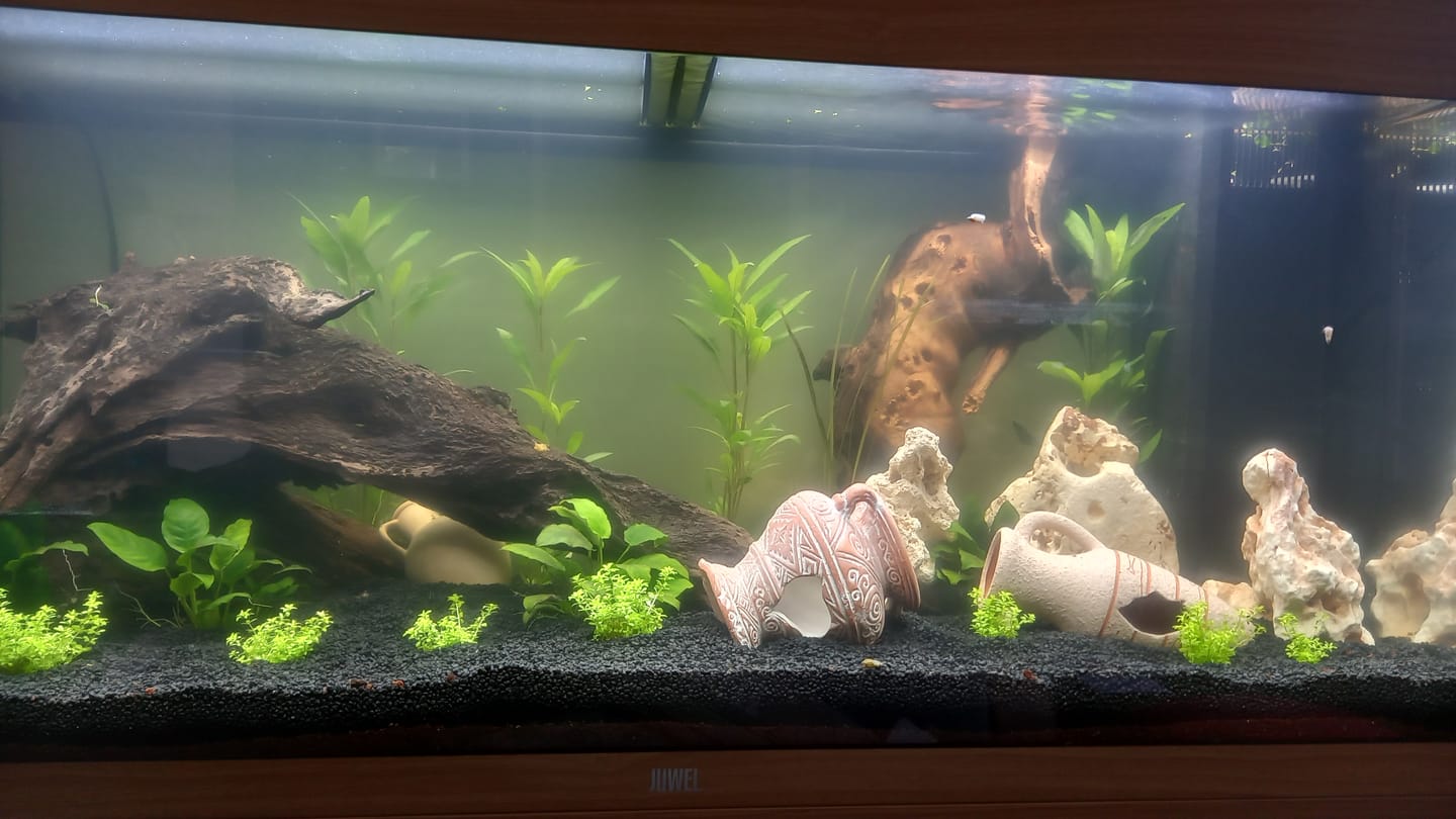 Customer photo review of Aquarium Rio 180 LED Chêne Équipé JUWEL - 180L