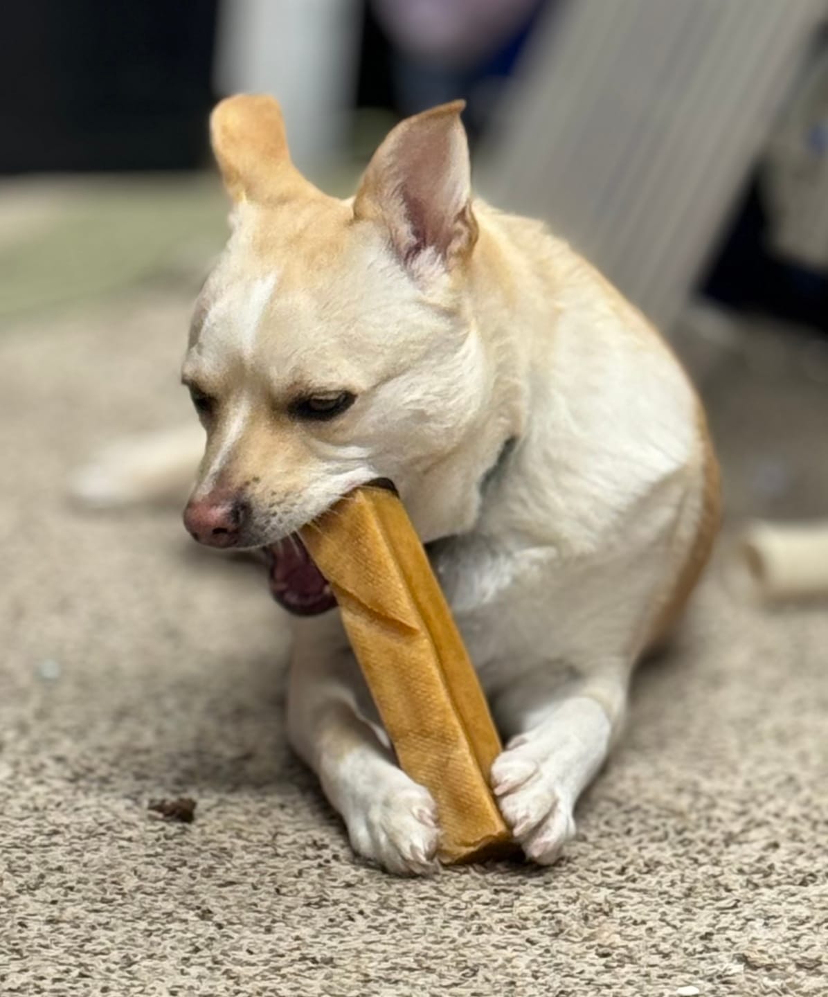 Customer photo review of Strawberry Himalayan Yak Chew (MEDIUM)