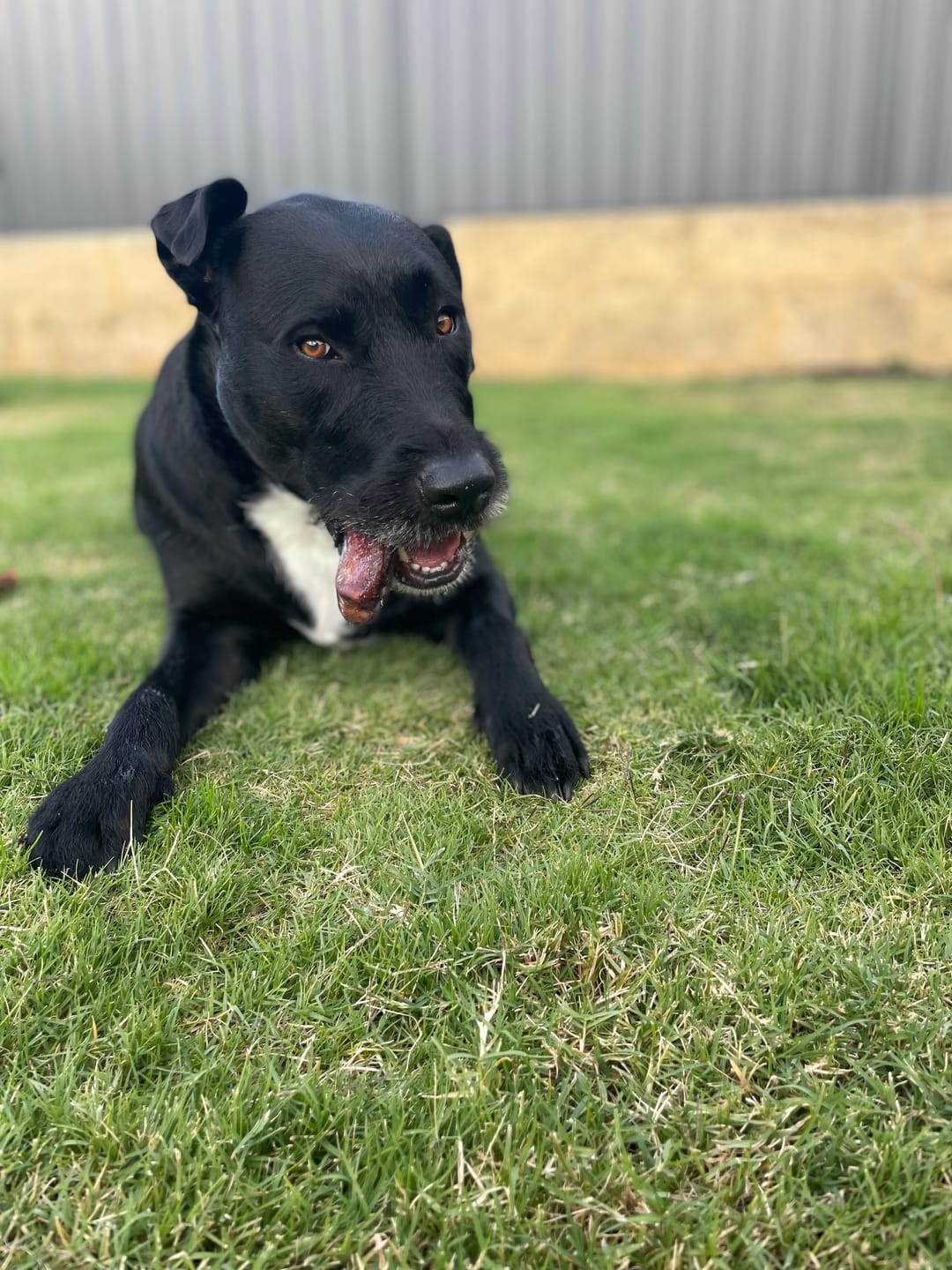 Customer photo review of Beef Pizzle (THICK & Long)