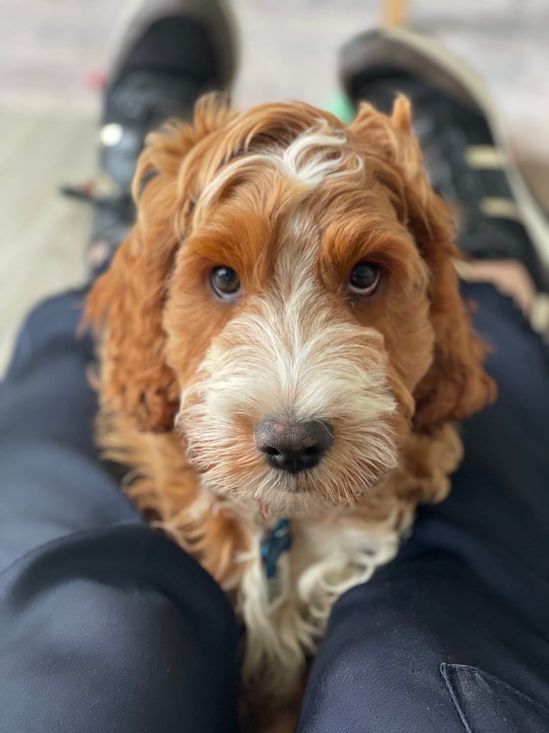 Customer photo review of Baby Fresh Dog Shampoo