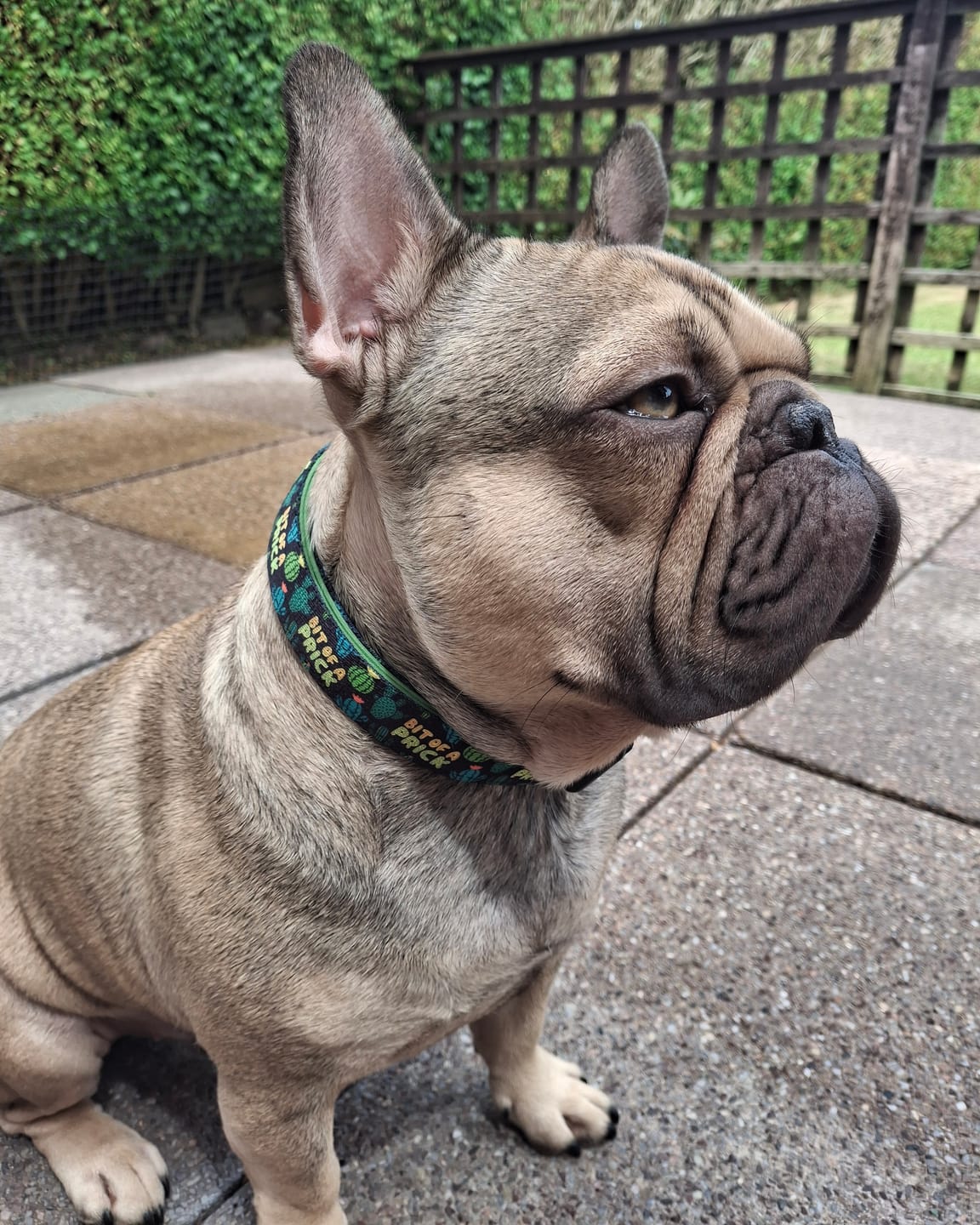 Customer photo review of Bit of a prick collar