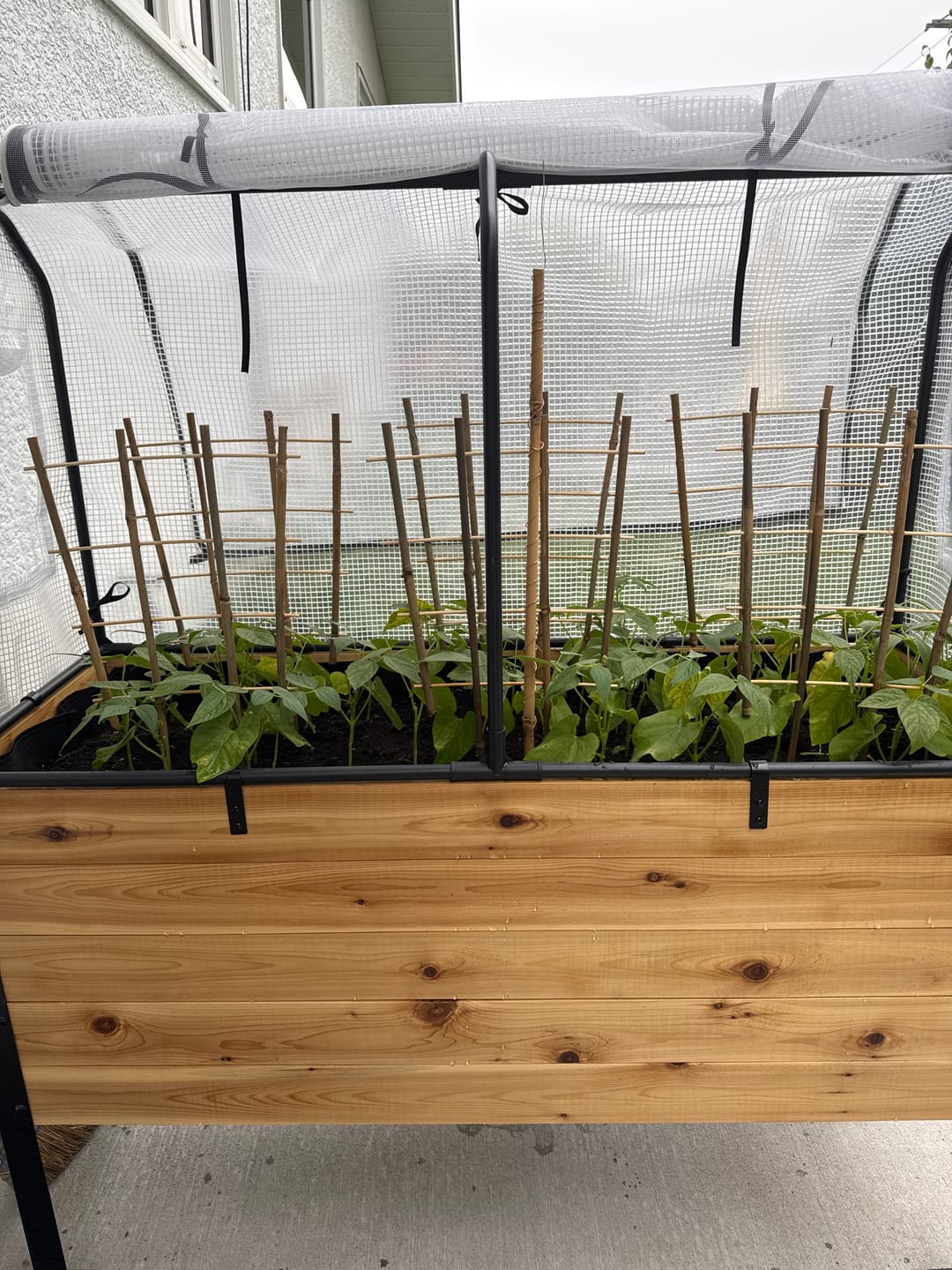 Customer photo review of Greenhouse Cover