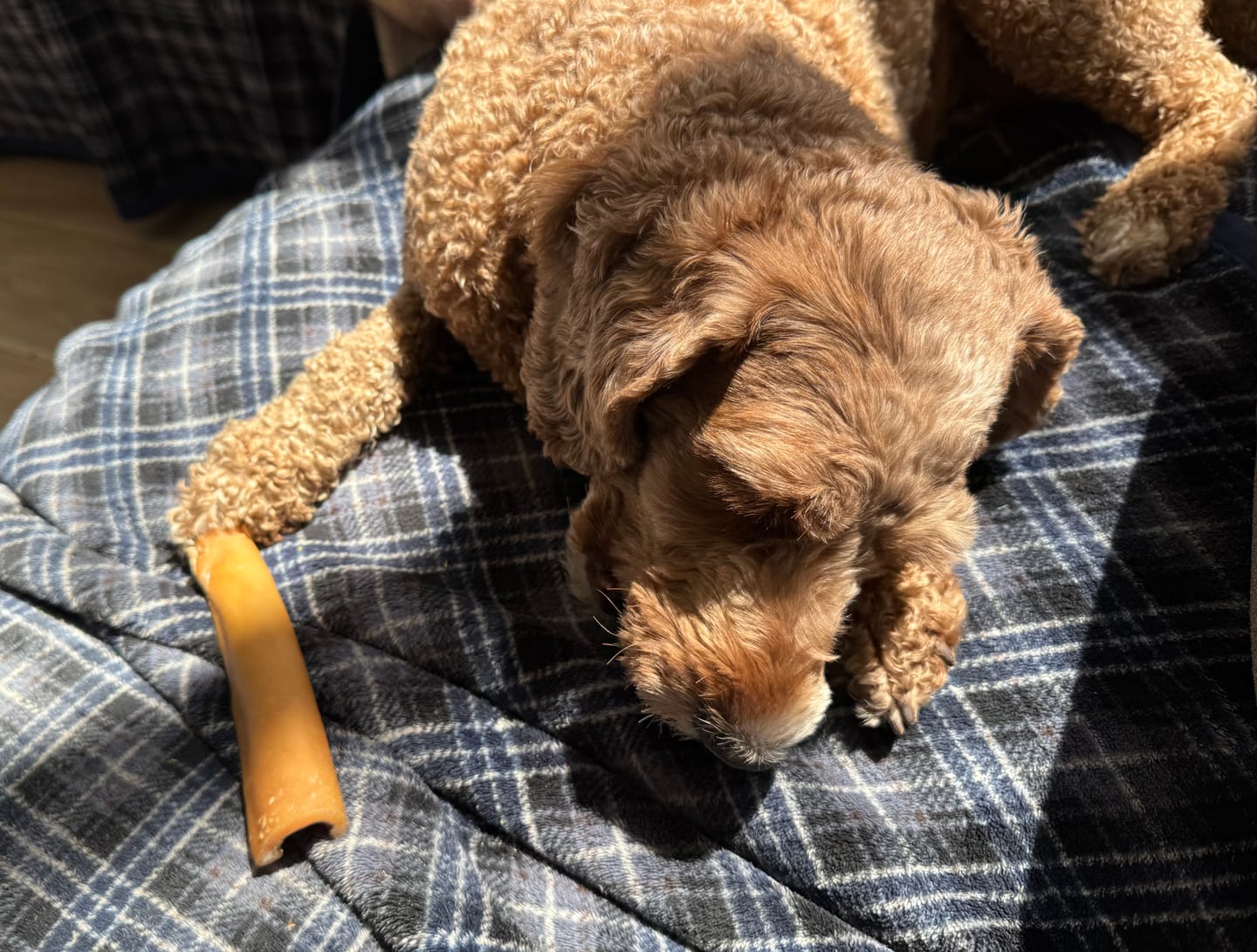 Customer photo review of Himalayan Yak Cheese Chew Dog Treat