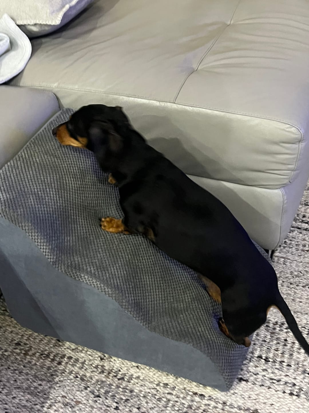 Customer photo review of PaWz Soft Foam Dog Stairs – Non-Slip Dog Steps for Beds & Couches