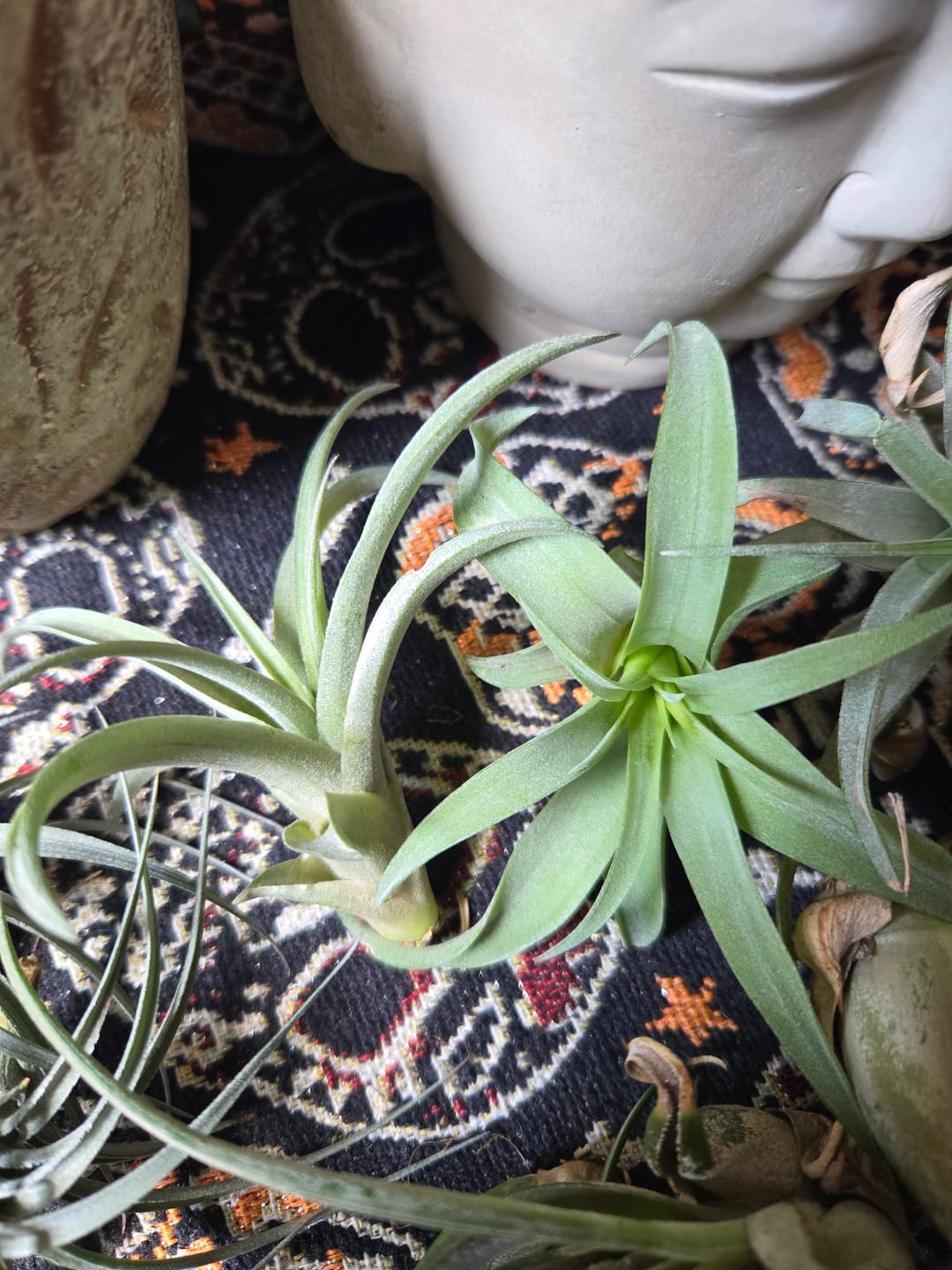 Customer photo review of Capitata  Peach  (Easy Care)