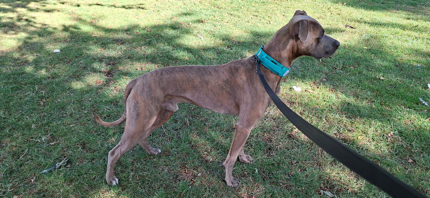 Customer photo review of 5cm Combat® Collar | With Handle & Secure Clip - Turquoise
