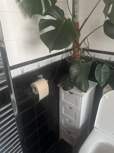 Customer photo review of Unbleached Bamboo Toilet Paper