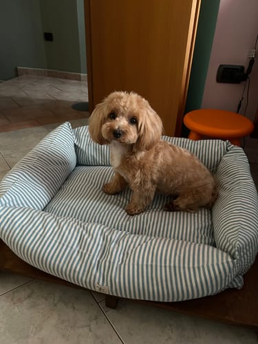 Customer photo review of Cover Divanetto Cotone Righe Strette Ottanio