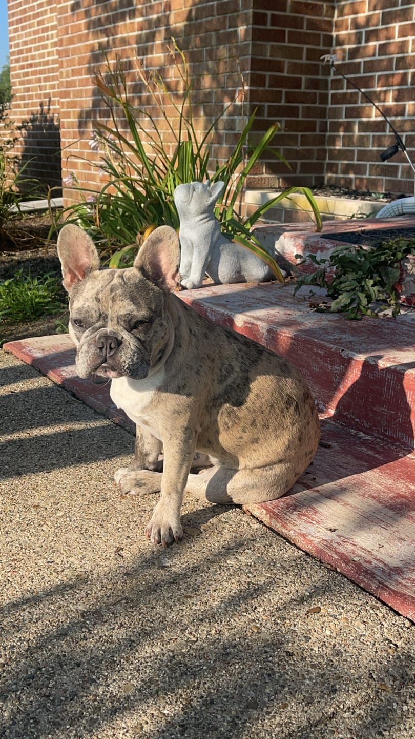 Customer photo review of BullyFIT Mini Pet Pack - All Natural Skin & Coat Serum + Double-Sided Pet Grooming Brush | Cruelty Free | Vegan Friendly | Flea & Tick Repellent | Sensitive Skin | Grooming Kit|  Skin Allergies| Alleviate Shedding|Handcrafted