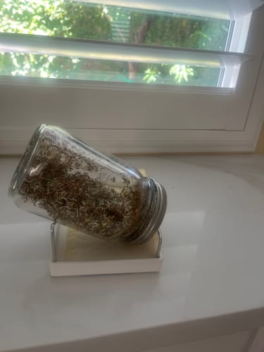 Customer photo review of 16oz Alfalfa Sprouting Seeds