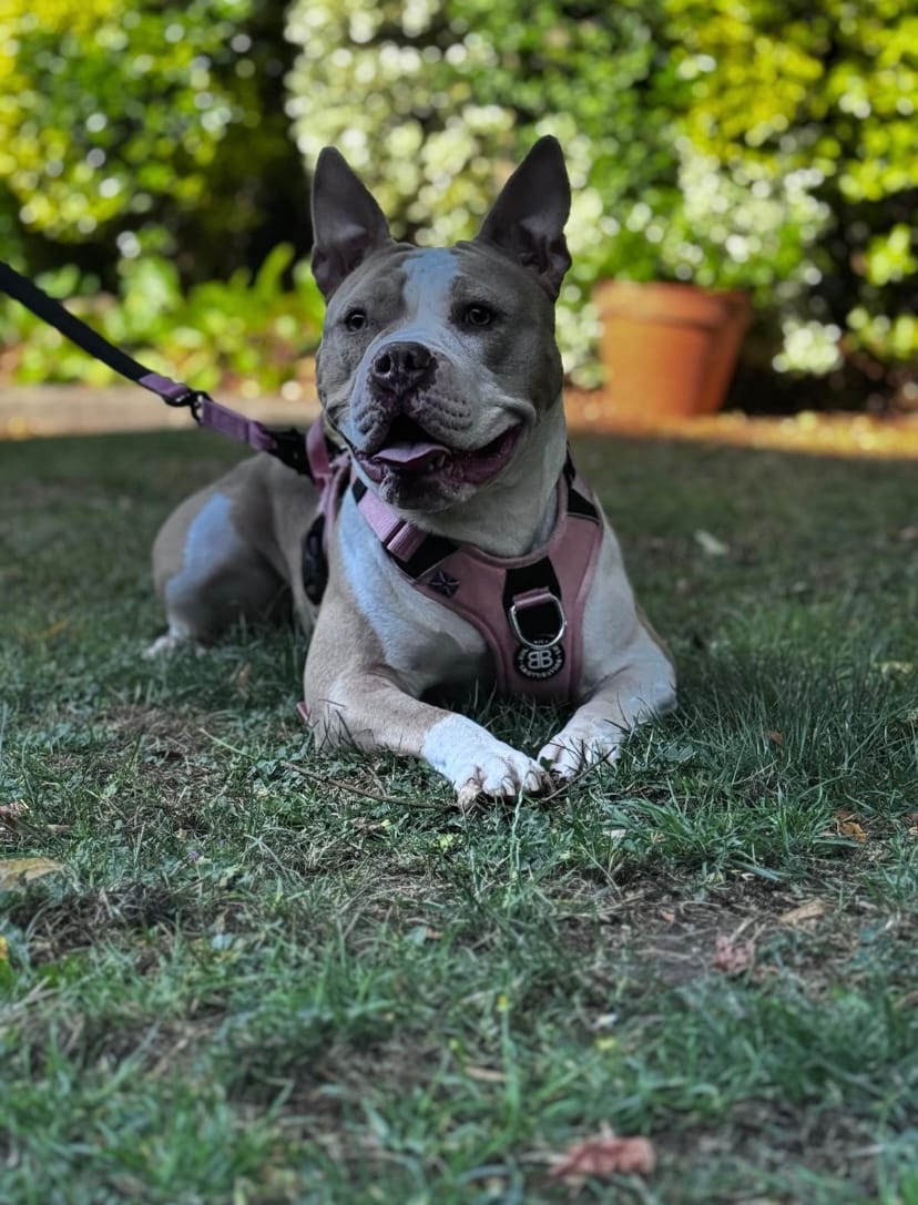 Customer photo review of Anti Pull Hurricane Harness - With Handle - Pink