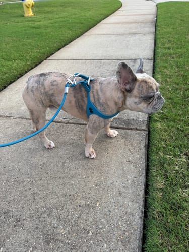 Customer photo review of Boneflex Harness Silver