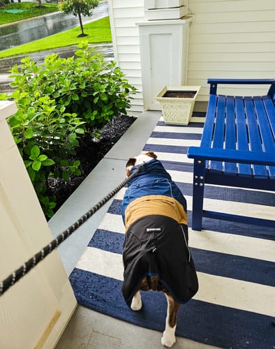 Customer photo review of Breatheshield™ Dog Raincoat - Blue Gold Black