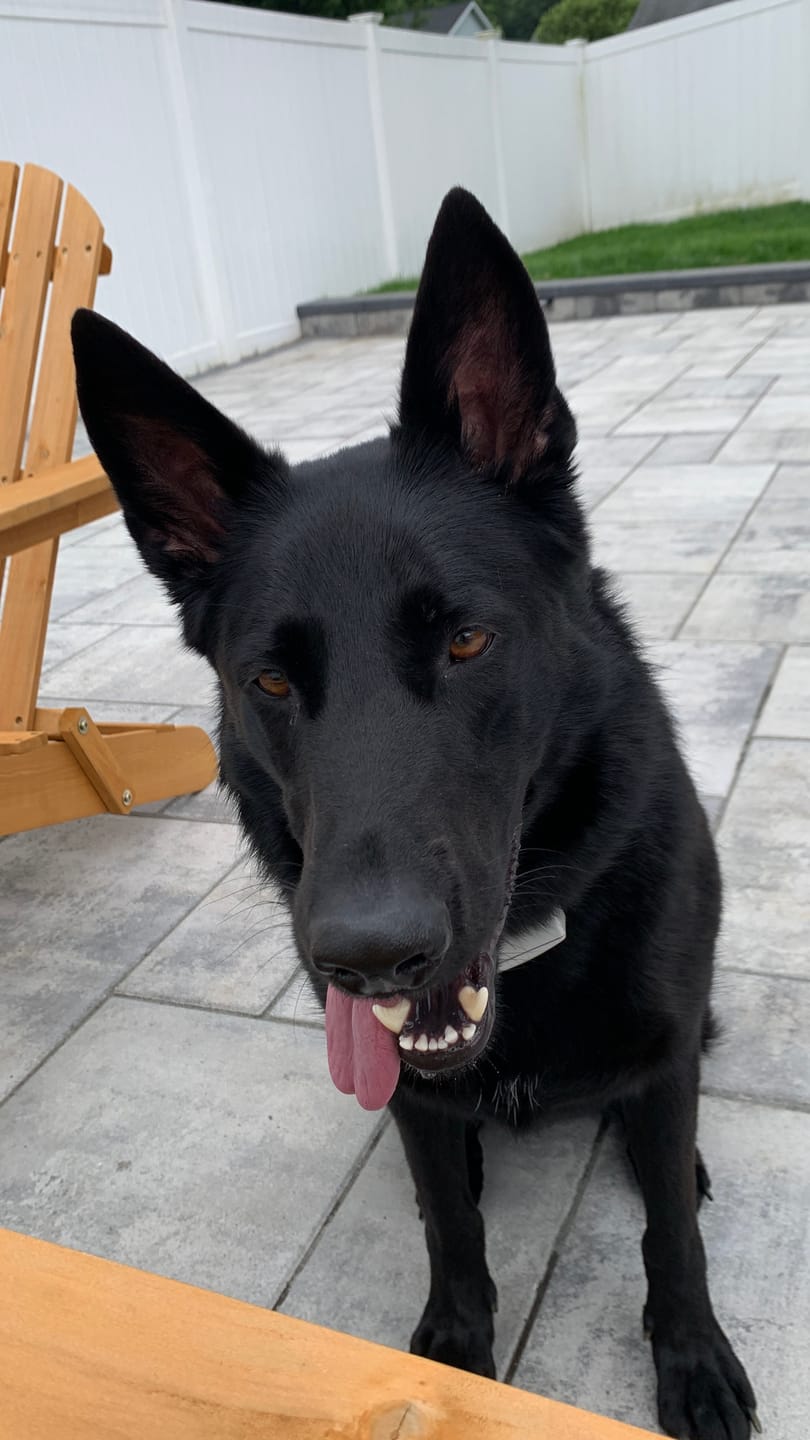 Customer photo review of 12 Inch Beef Jerky Strip