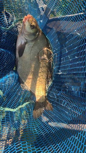 Customer photo review of FEEDER TURBO+ 1kg