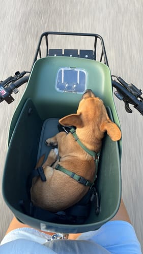 Customer photo review of Kvisp Dog Bike Carrier
