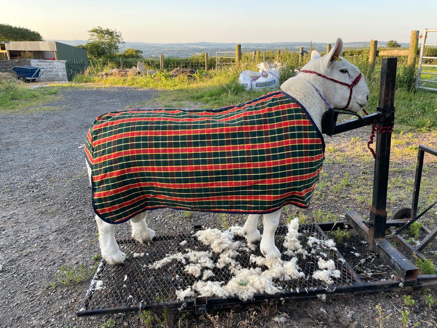 Customer photo review of Travel & Show Sheep Coat