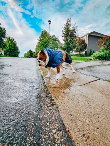 Customer photo review of Breatheshield™ Dog Raincoat - Blue Gold Black