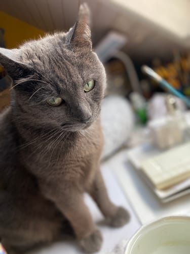 Avis photo d'un client sur Croquettes Chat Stérilisé Sans Céréales - Saumon
