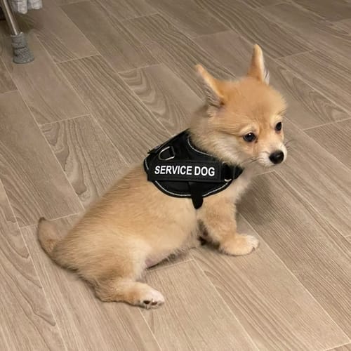 Customer photo review of FunFunPet 高機能ハーネス（お名前タグ作成サービス付き）