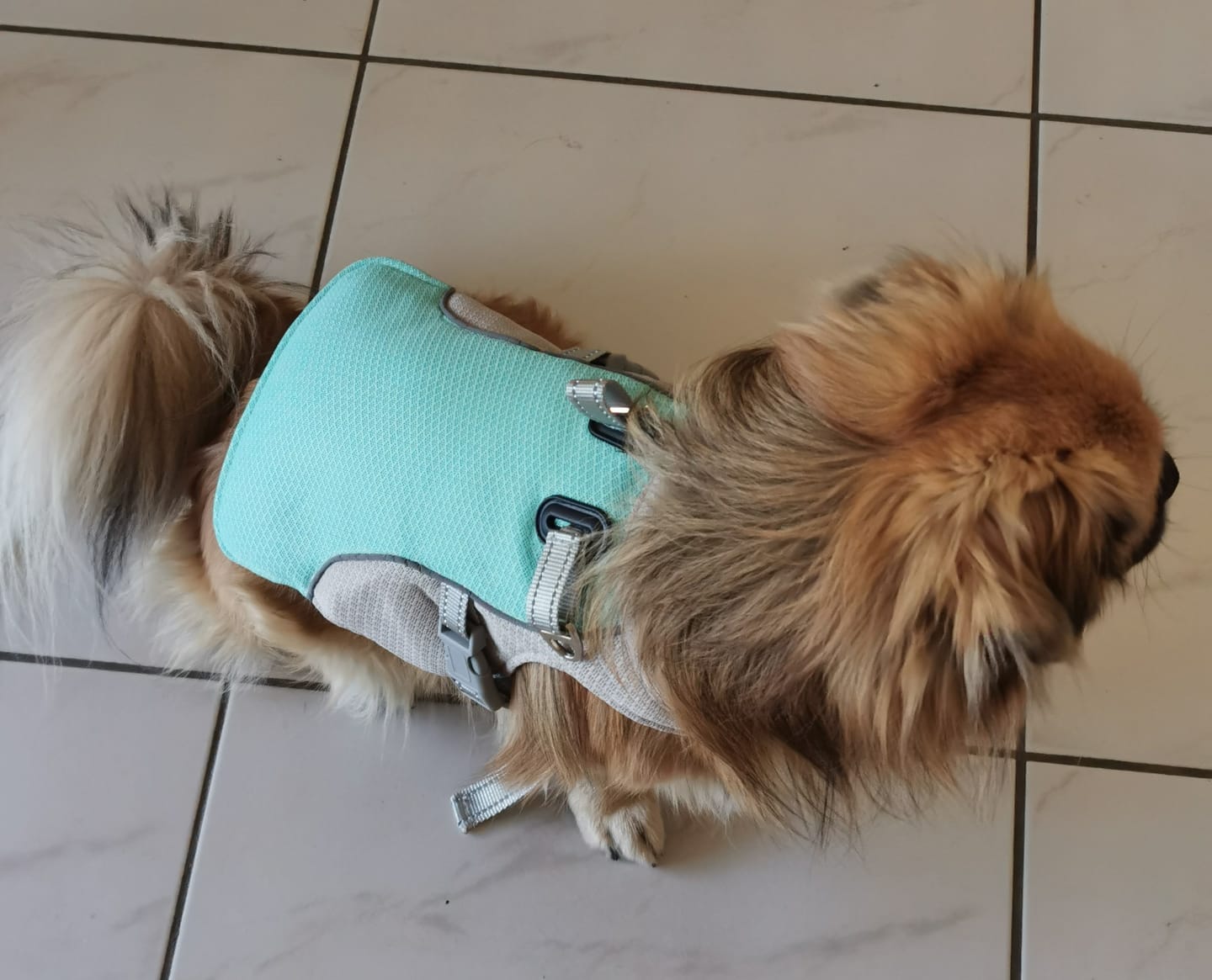 Customer photo review of Kühlweste für Hunde – Perfekt für heiße Tage