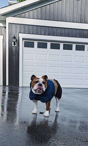 Customer photo review of Breatheshield™ Dog Raincoat - Blue Gold Black