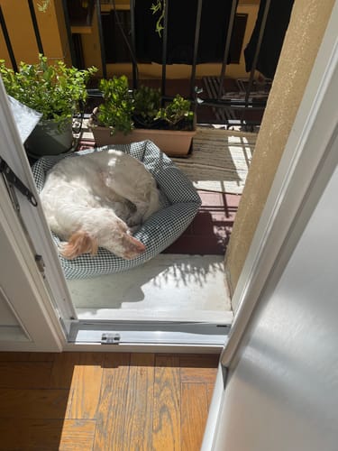 Customer photo review of Divanetto Vichy Verde Scuro