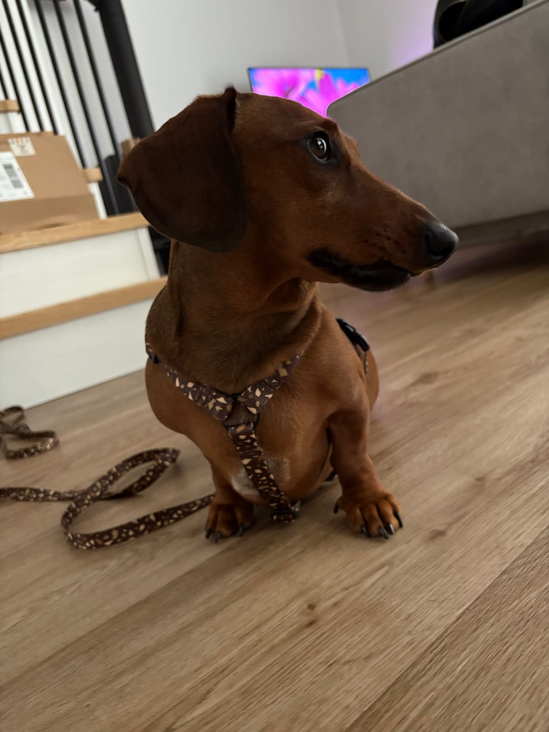 Customer photo review of Szelki guard "Brownie Terrazzo" - czarne okucia