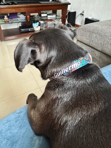 Customer photo review of Collar personalizado para Mascota: Alebrije