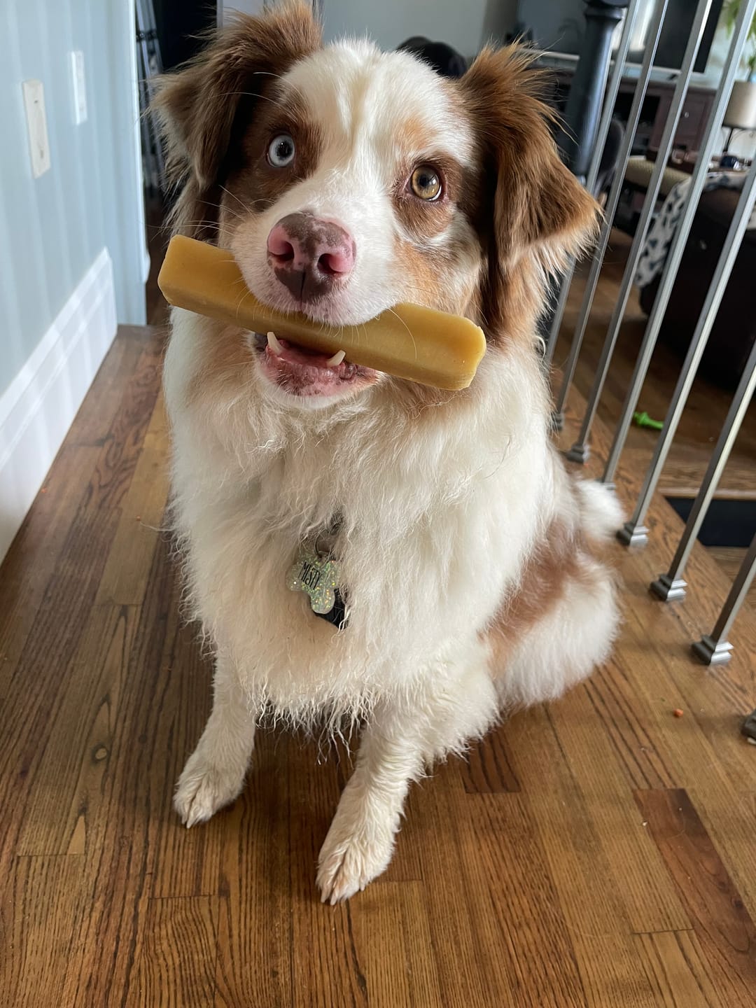 Customer photo review of Himalayan Yak Chew (MEDIUM)