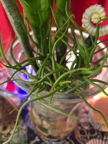 Customer photo review of Wholesale Bulbosa Medium  (Minimum Order 5)