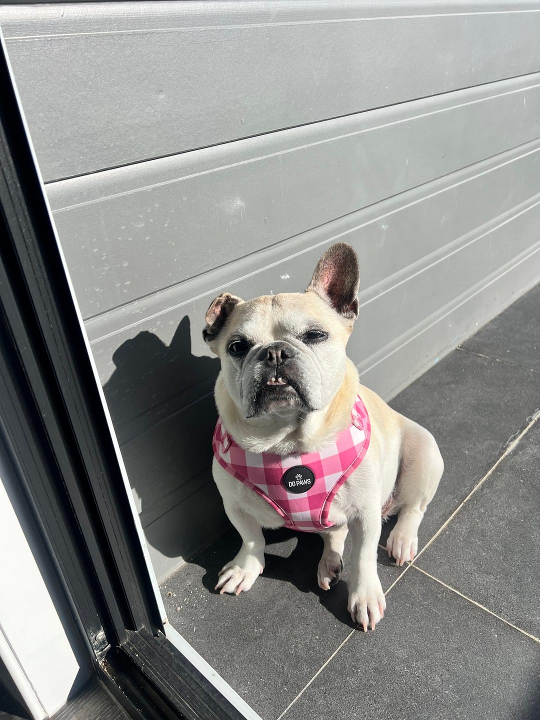 Customer photo review of Hunter Dog Leash Splitter