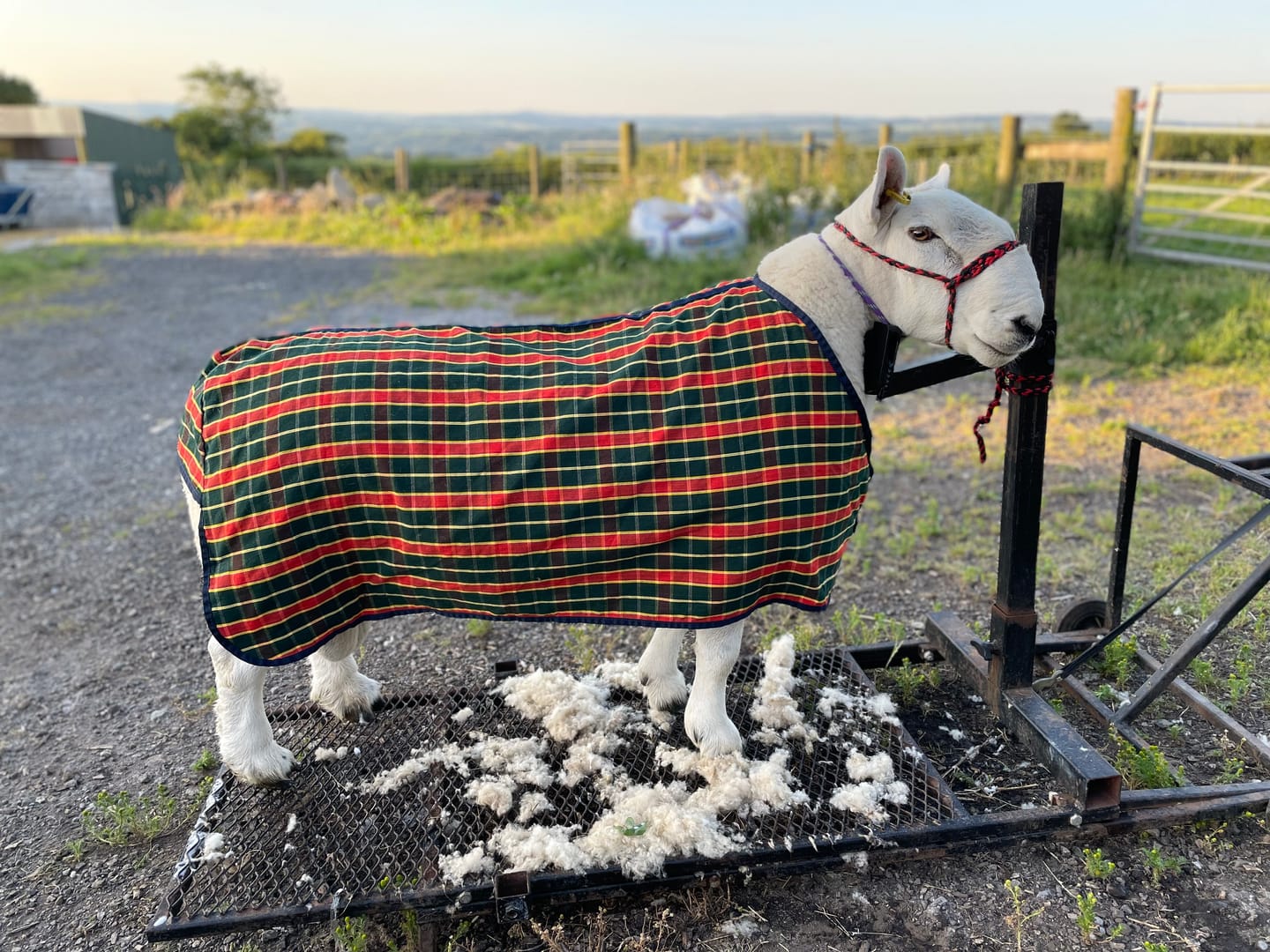 Customer photo review of Travel & Show Sheep Coat
