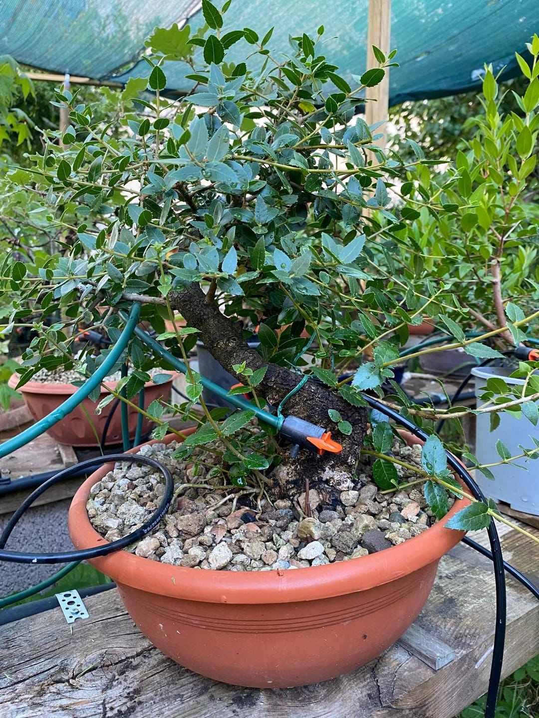Customer photo review of TNT STARTER TURBO (Esplosione Primaverile)