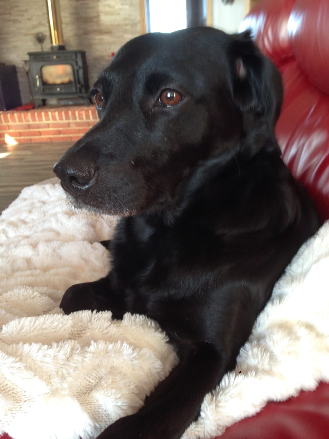 Customer photo review of Natural Scottish Salmon Oil