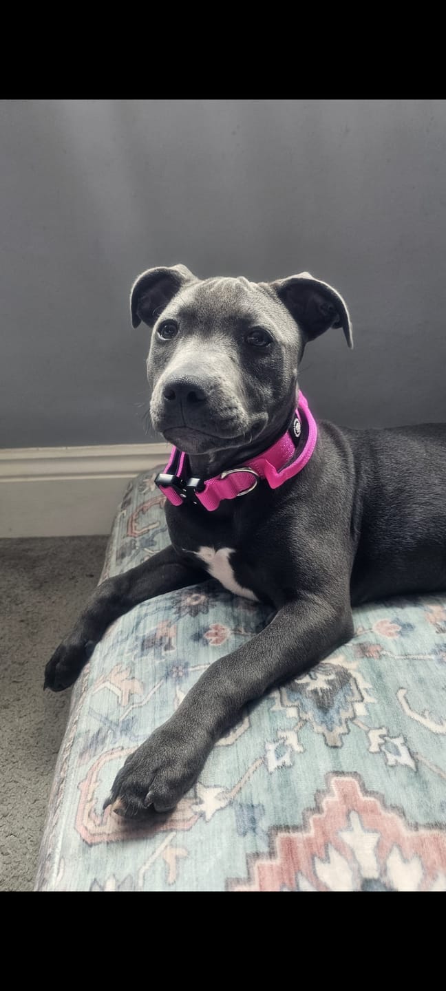 Customer photo review of 2.5cm Combat® Collar | With Handle & Rated Clip - Magenta