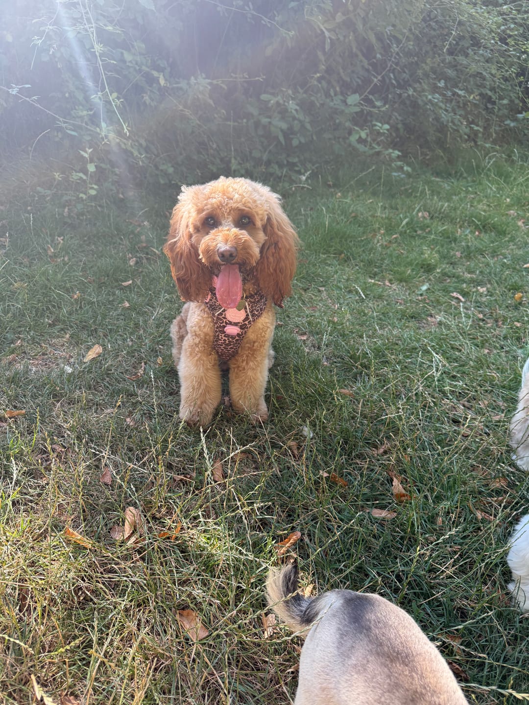 Customer photo review of Tough Trails™ Harness -  Leopard Print