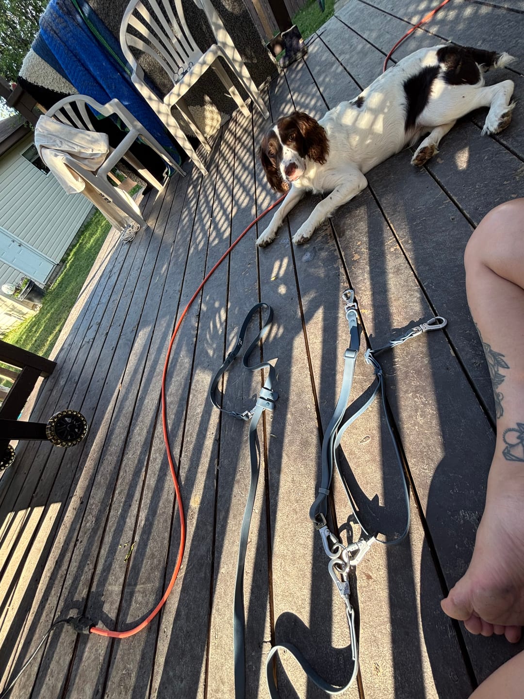 Customer photo review of Solace Waterproof Multi-Dog Connector / Traffic Handle