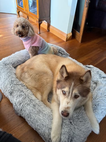 Customer photo review of PaWz Premium Pet Orthopaedic Bed