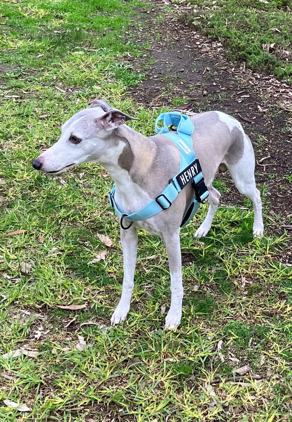 Customer photo review of No Pull Harness & Leash Set
