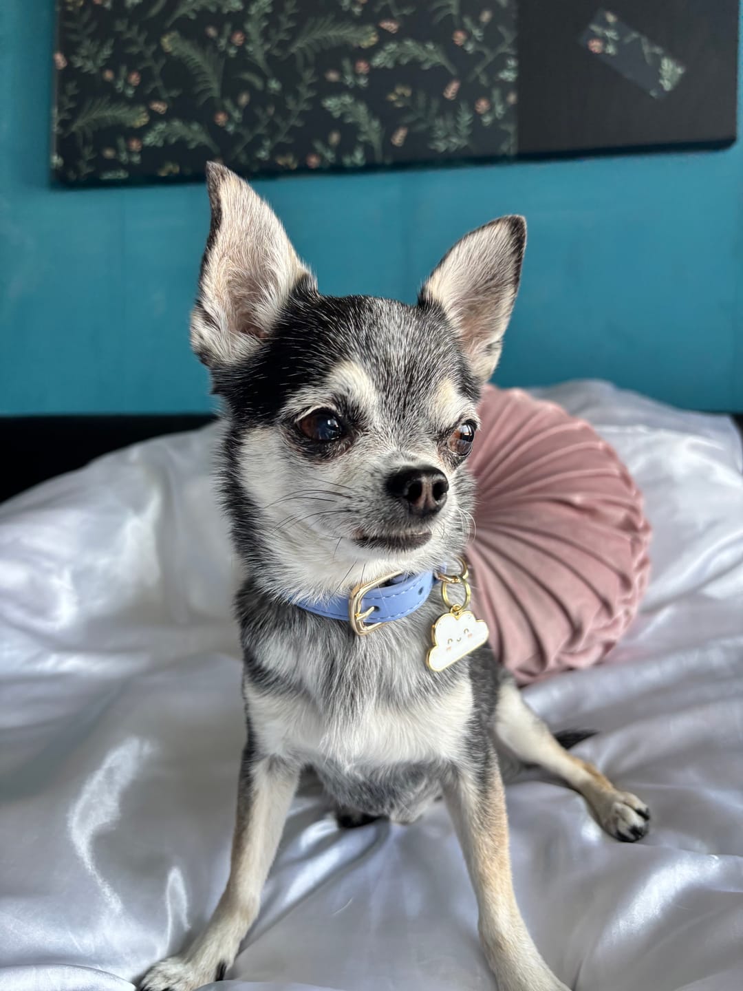 Customer photo review of Cassie Cloud Metal Pet Tag