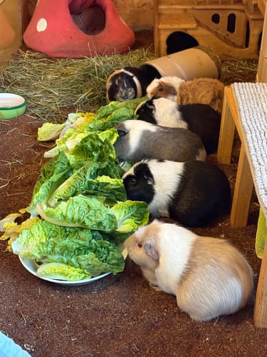 Customer photo review of Kleintiereinstreu