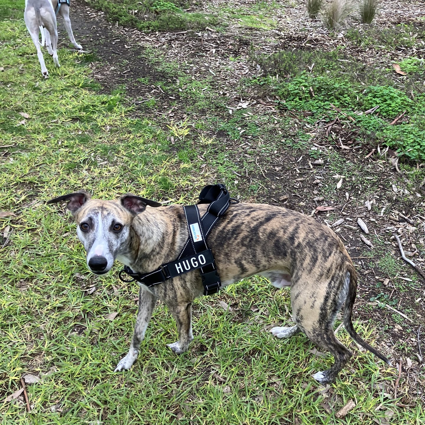 Customer photo review of No Pull Harness & Leash Set