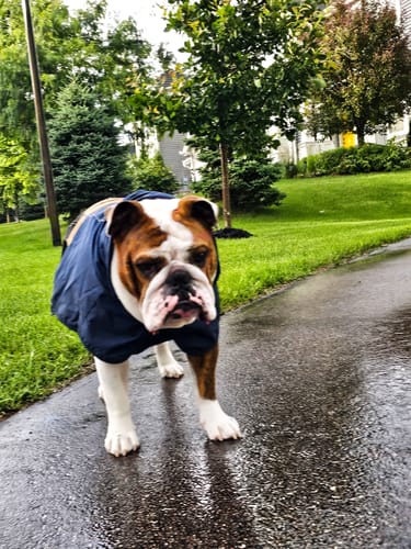 Customer photo review of Breatheshield™ Dog Raincoat - Blue Gold Black