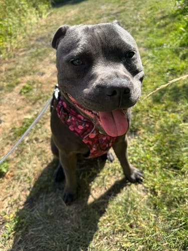 Customer photo review of Tough Trails™ Harness - Mable's Meadow