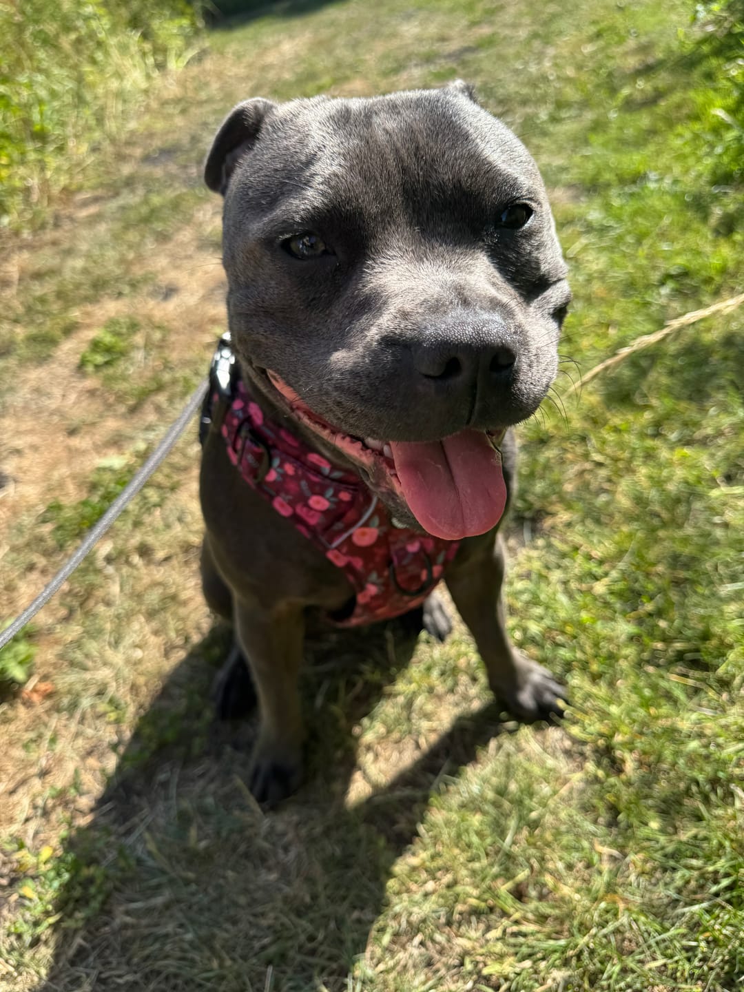 Customer photo review of Tough Trails™ Harness - Mable's Meadow