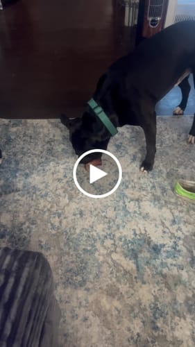 Customer video review of Smoked Beef Marrow Bone