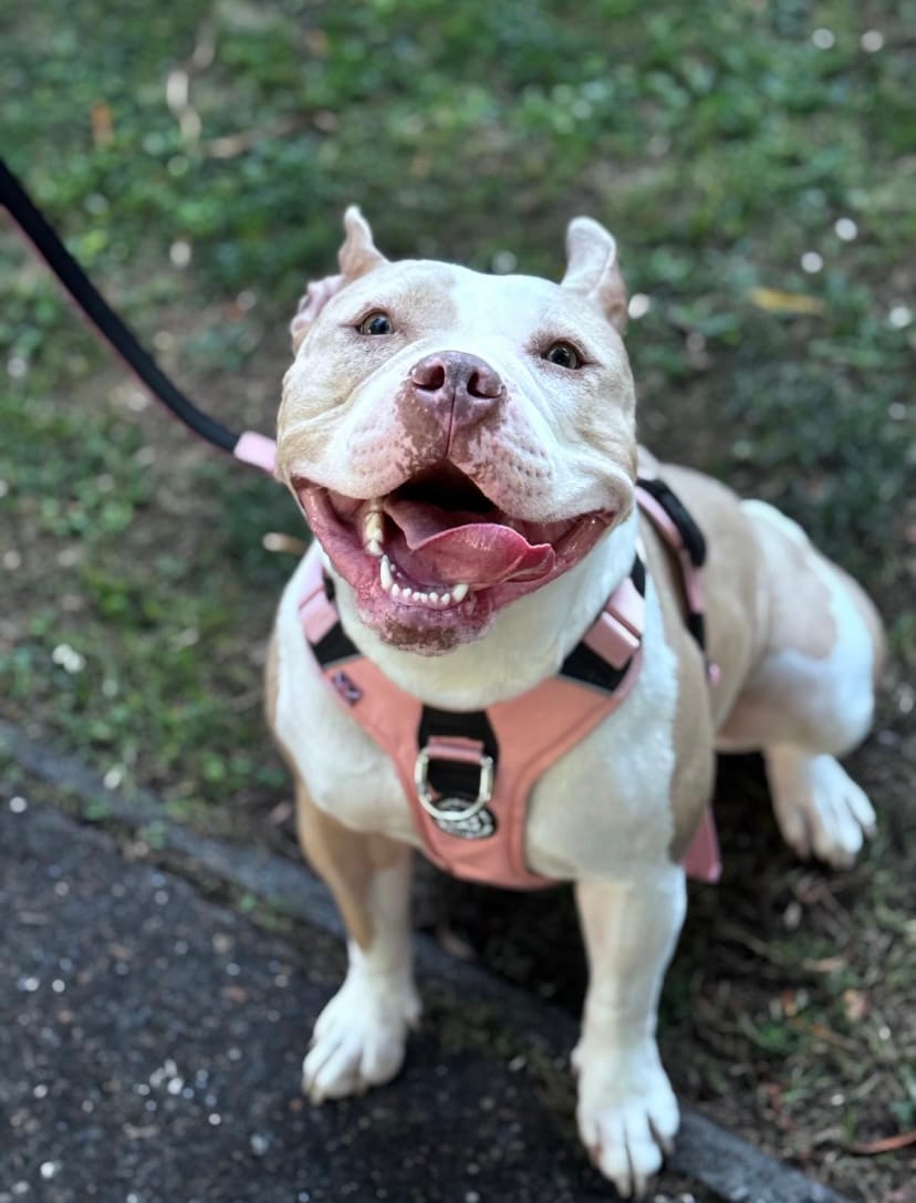 Customer photo review of 1.4m Swivel Combat Lead | Anti-Tangle & Secure Clip - Pink