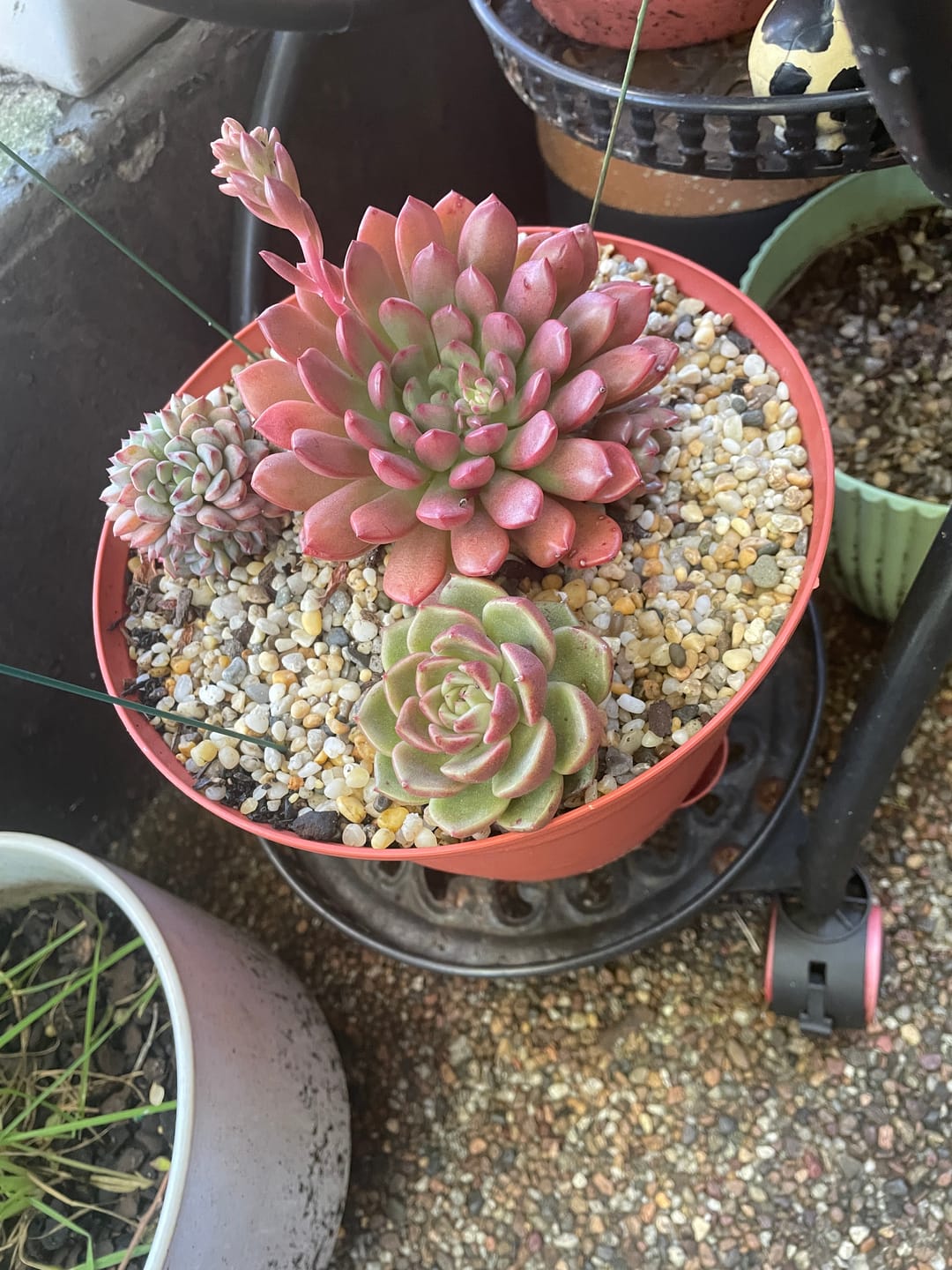 Customer photo review of Echeveria 'Black Rose'
